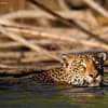 Jaguar im Fluss schwimmend