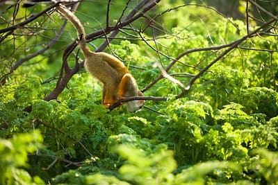 Affe bei einer Peru Rundreise un Baden