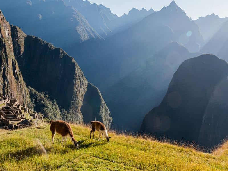 inka trail animales